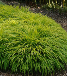 Hakonechloa macra 'All Gold' 